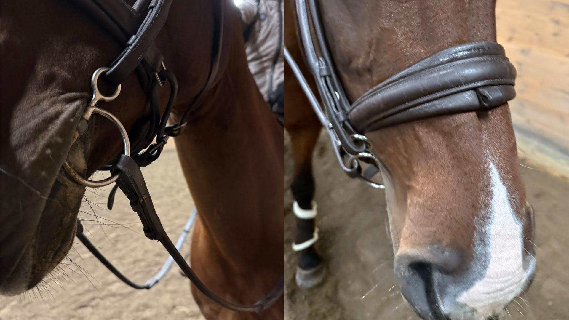 En ny elev kom till Traudi Björlings träning med detta bett. Foto: Privat