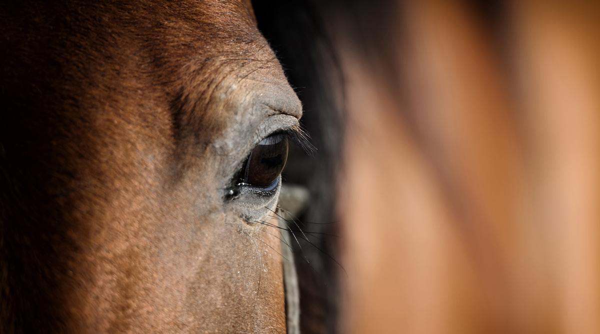 Arkivfoto: Adobe Stock