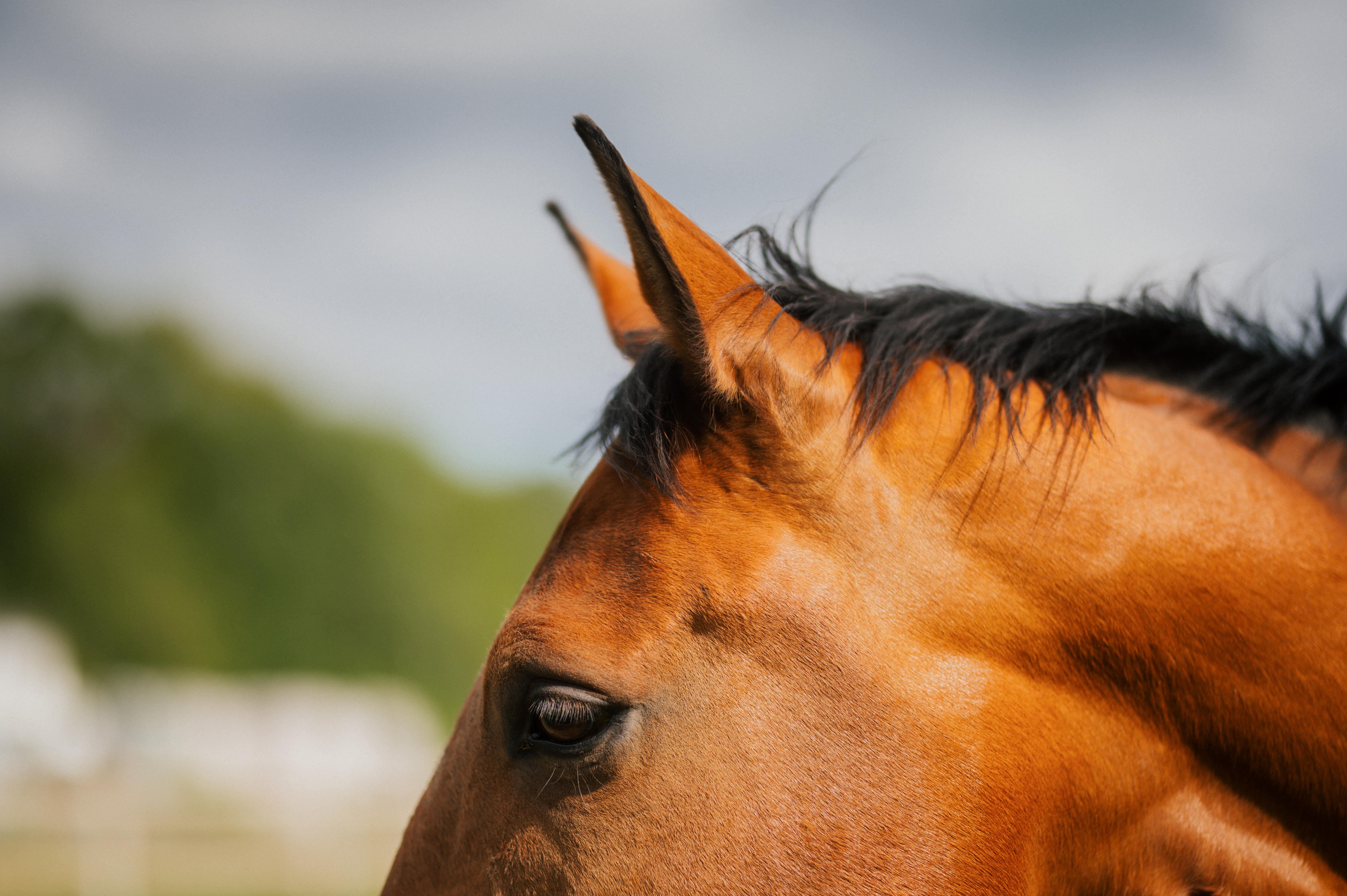 Arkivfoto: Ida Lindemann