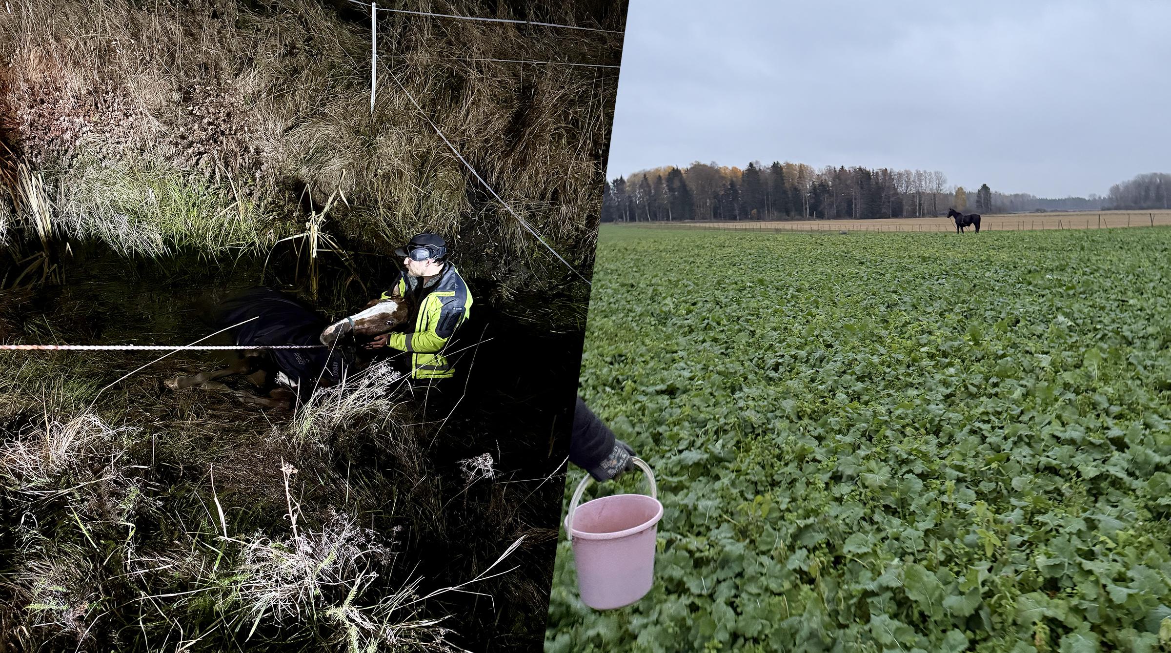 Hästen Allan hittades i ett vattenfyllt dike – medan hästen Frank hittades på en åker efter 14 timmar. Foto: Privat