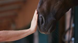 Arkivfoto: Adobe Stock