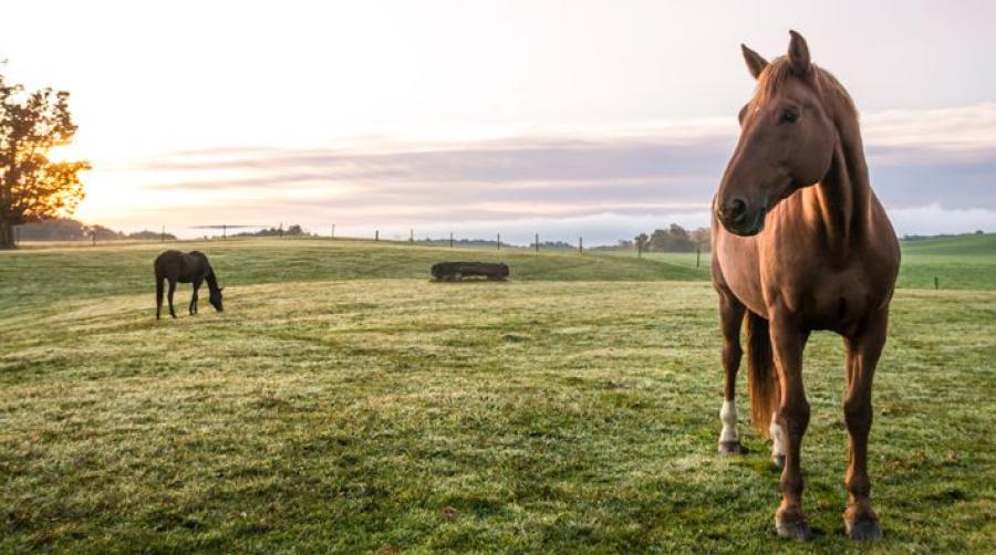 Foto: Adobe Stock