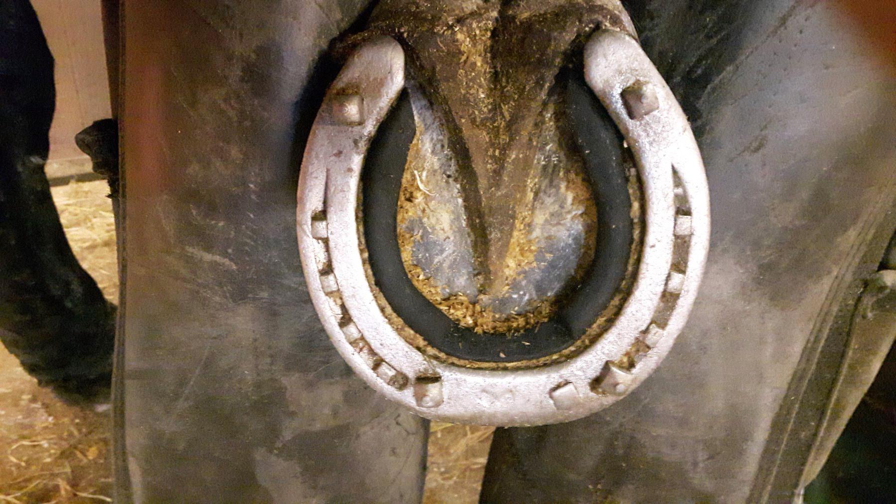 Placeringen av broddarna bör anpassas till den enskilda hästen. Foto: Stig Haga