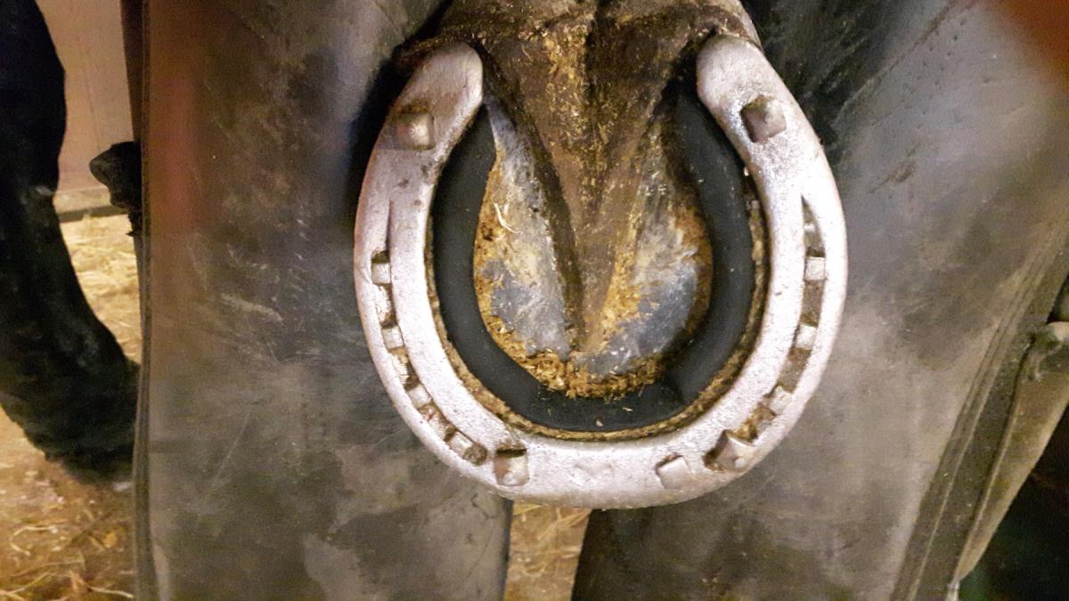 Placeringen av broddarna bör anpassas till den enskilda hästen. Foto: Stig Haga