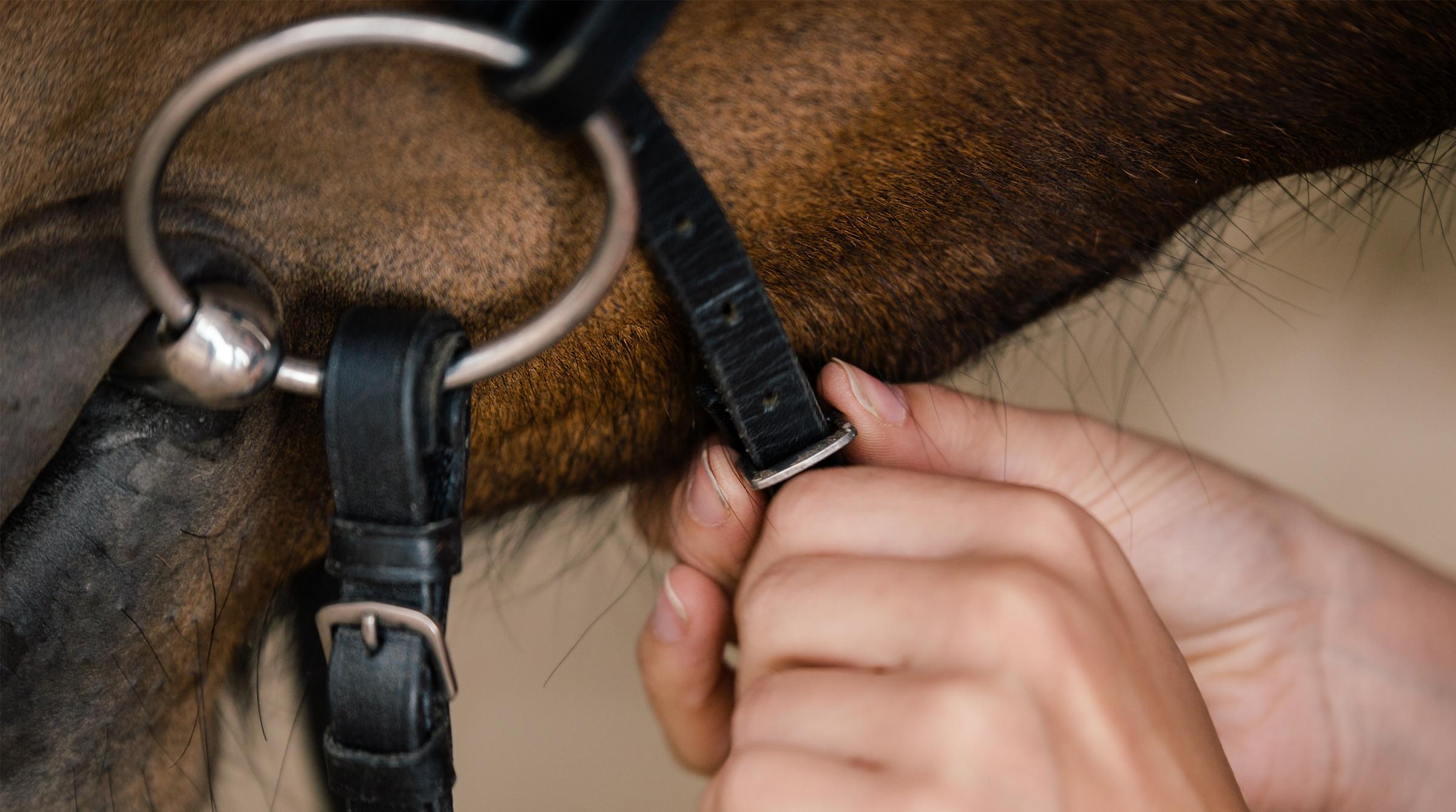 Arkivfoto: Adobe Stock