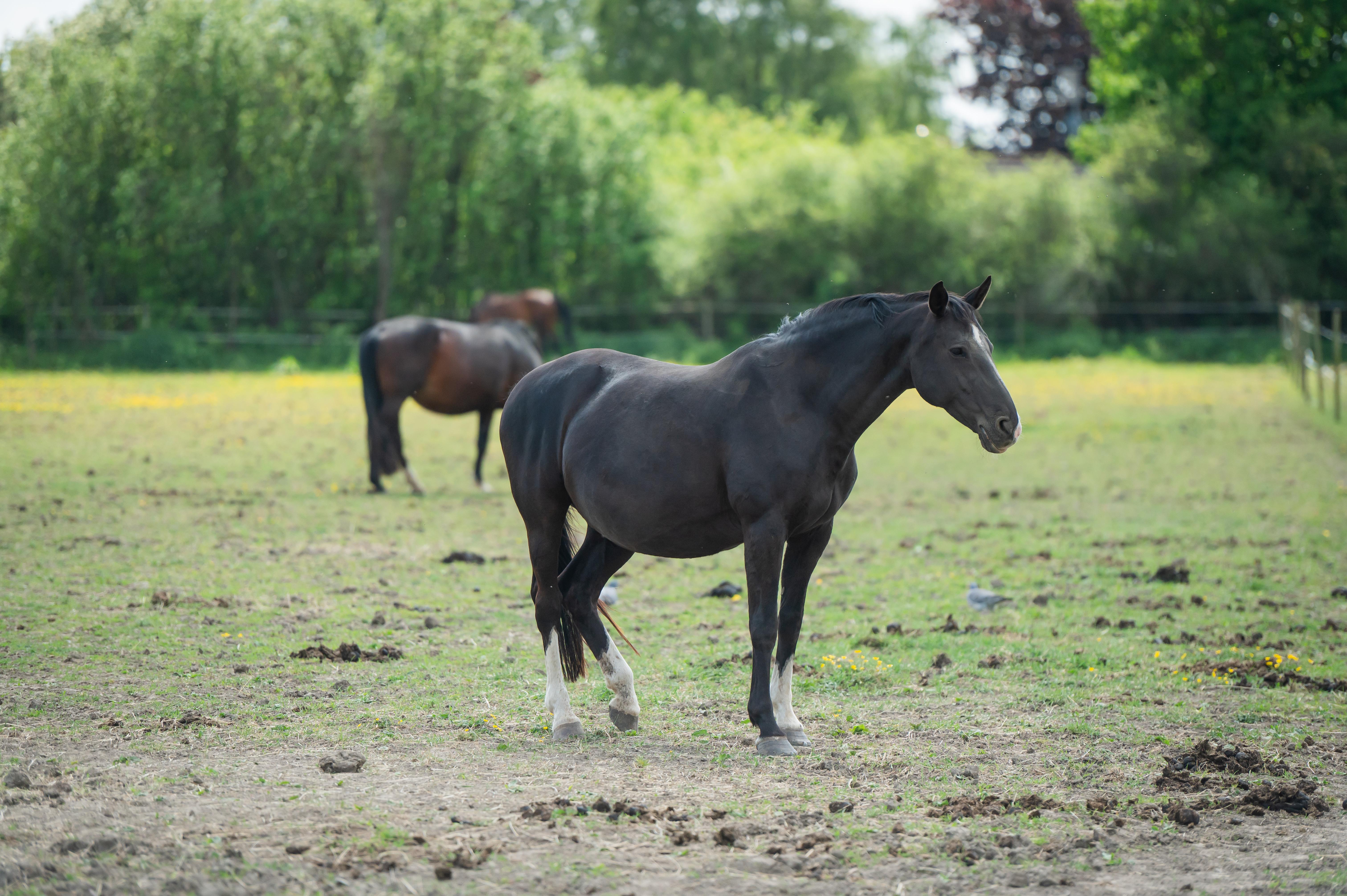 Arkivbild: Ida Lindemann