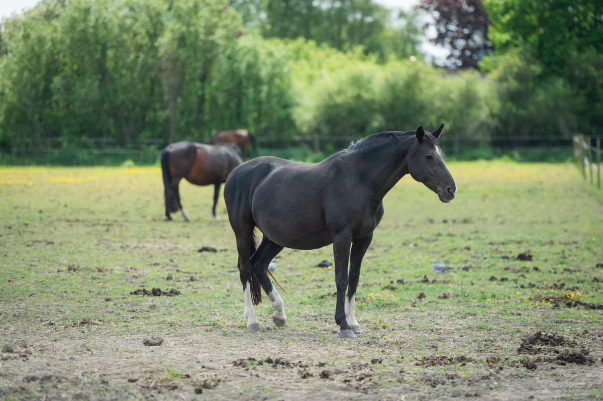 Arkivbild: Ida Lindemann