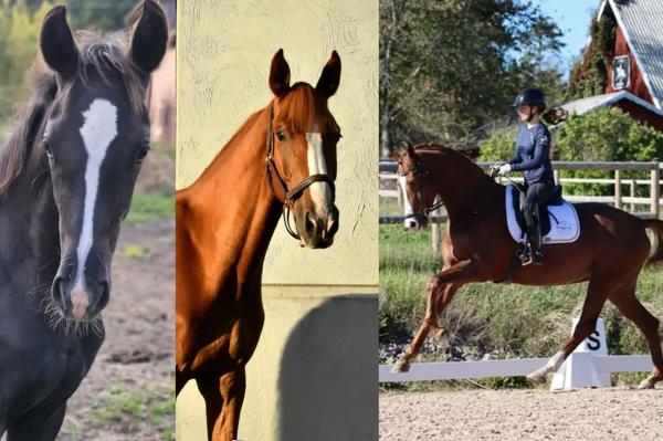 Tips från Floccs: Fem lovande dressyrhästar
