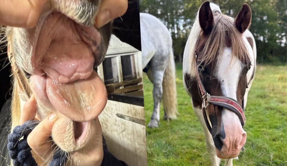 Det var inte lätt att se att den snälla ponnyn hade tandvärk, men efter ingreppet var skillnaden enorm. Foto: Privat