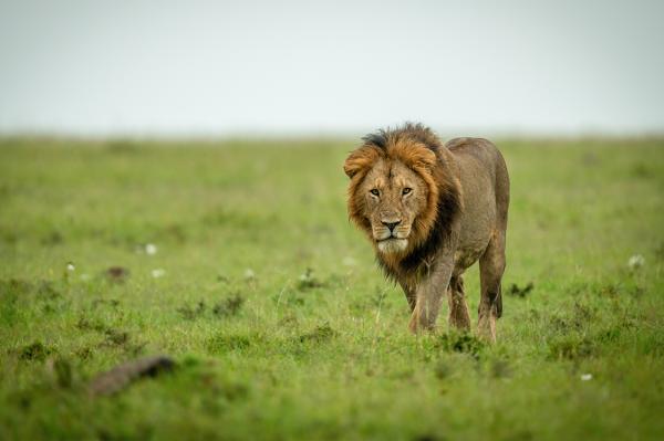 Arkivbild: Adobe Stock