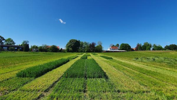 Vollebekk – Centrum för klimatkontrollerad växtforskning (SKP) vid NMBU. Foto: Rasmus Bovbjerg Jensen