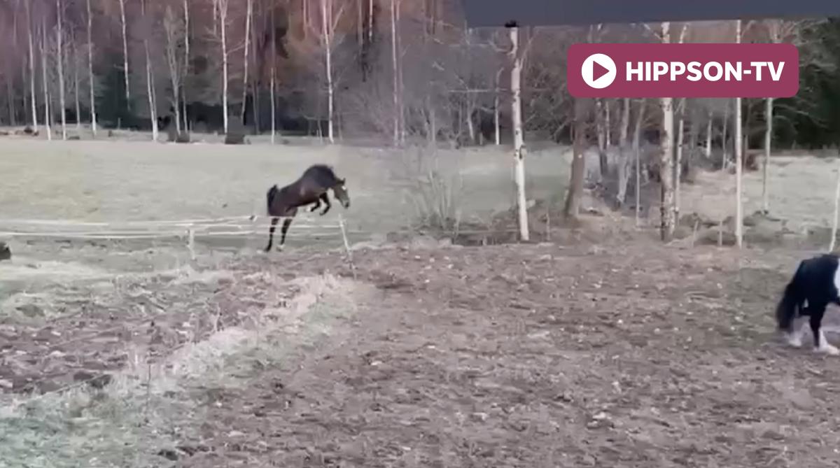 Skärmavbild från videon