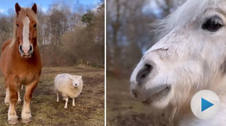 Den störiga kompisen som stjäl allt fokus