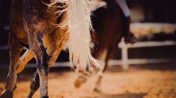 Arkivfoto: Adobe Stock