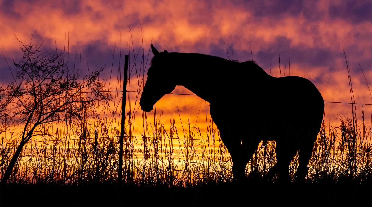 Arkivfoto: Adobe Stock