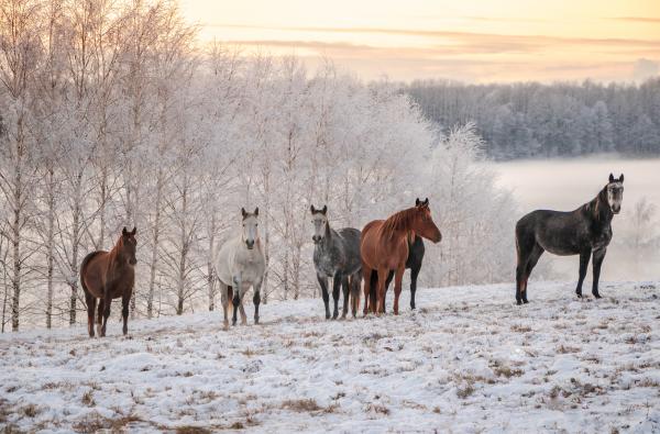 Hästarna på bilden har inget med de omhändertagna hästarna att göra. Arkivfoto: Adobe Stock 