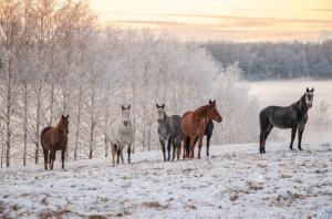 Hästarna på bilden har inget med de omhändertagna hästarna att göra. Arkivfoto: Adobe Stock 