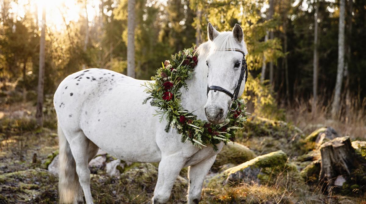 Berra är Årets ridskolehäst 2025. Foto: Susanne Wahlström