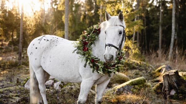 Berra är Årets ridskolehäst 2025. Foto: Susanne Wahlström