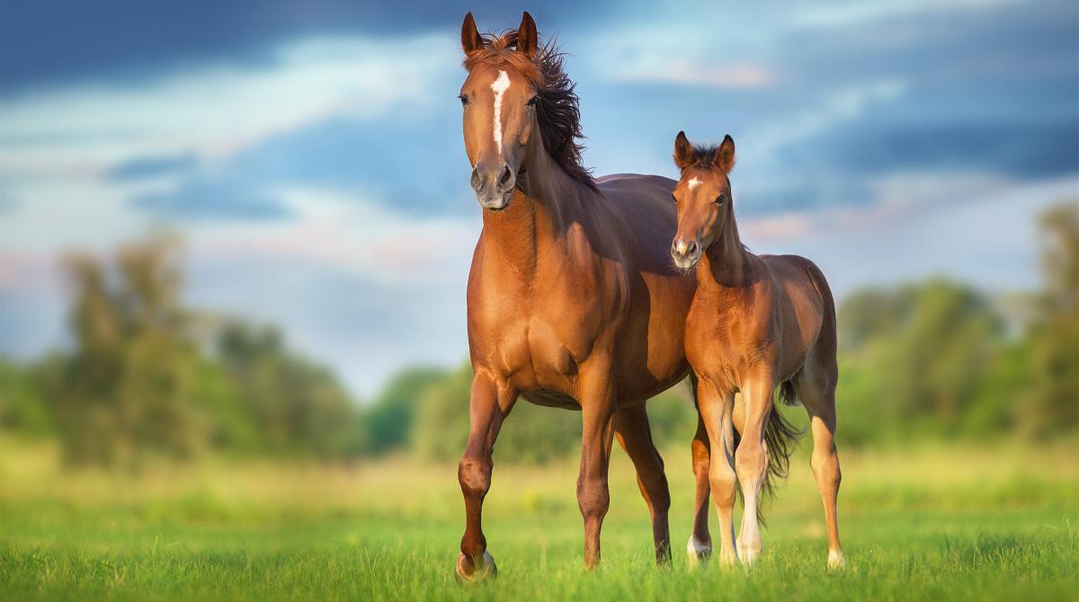 Arkivfoto: Adobe Stock