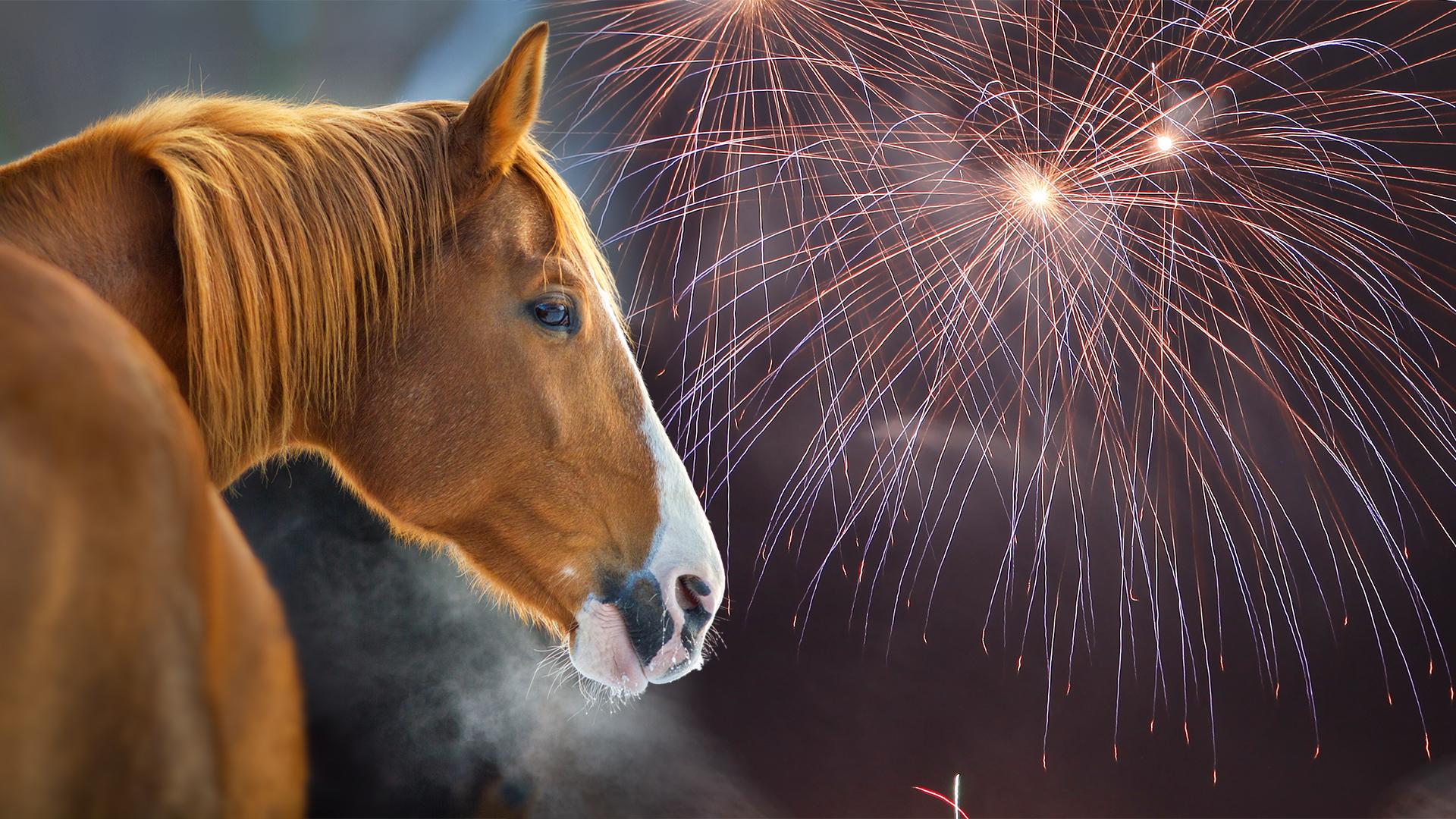 Arkivfoton: Adobe stock och Mathias Mandl/Bildbyrån