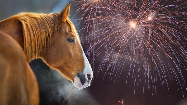 Arkivfoton: Adobe stock och Mathias Mandl/Bildbyrån