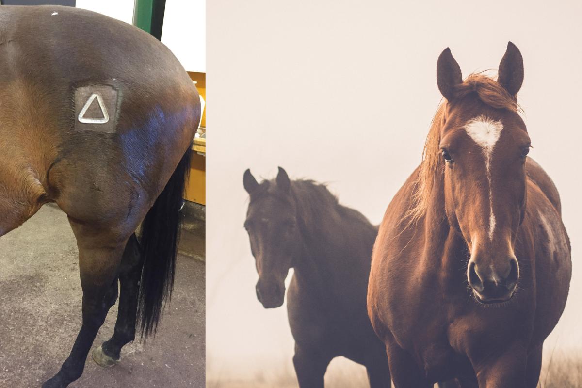 Foto: Privat/Adobe Stock 