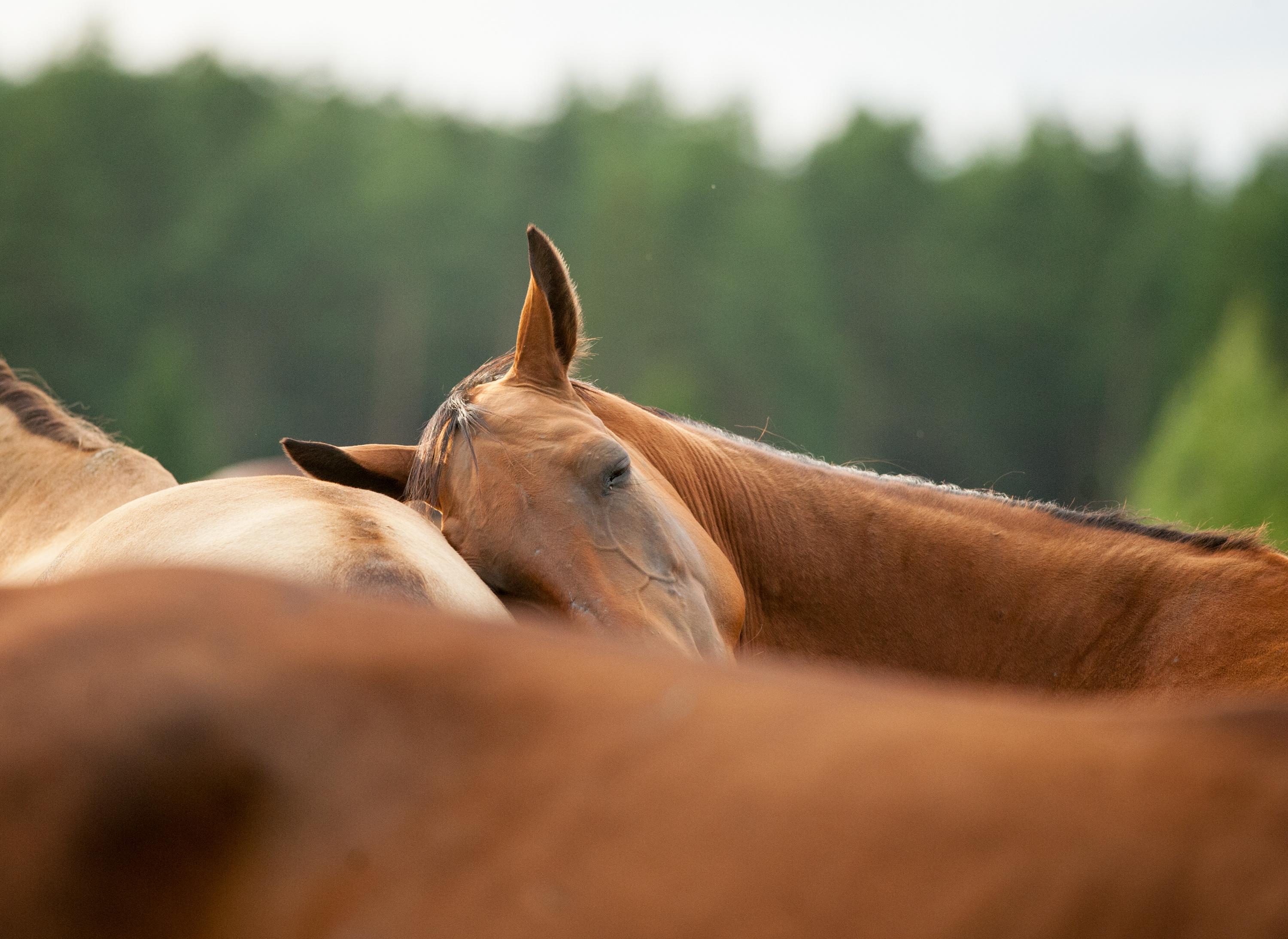 Arkivfoto: Adobe stock
