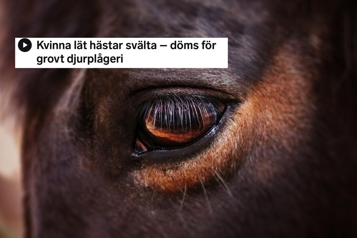 Arkivfoto: Adobe stock