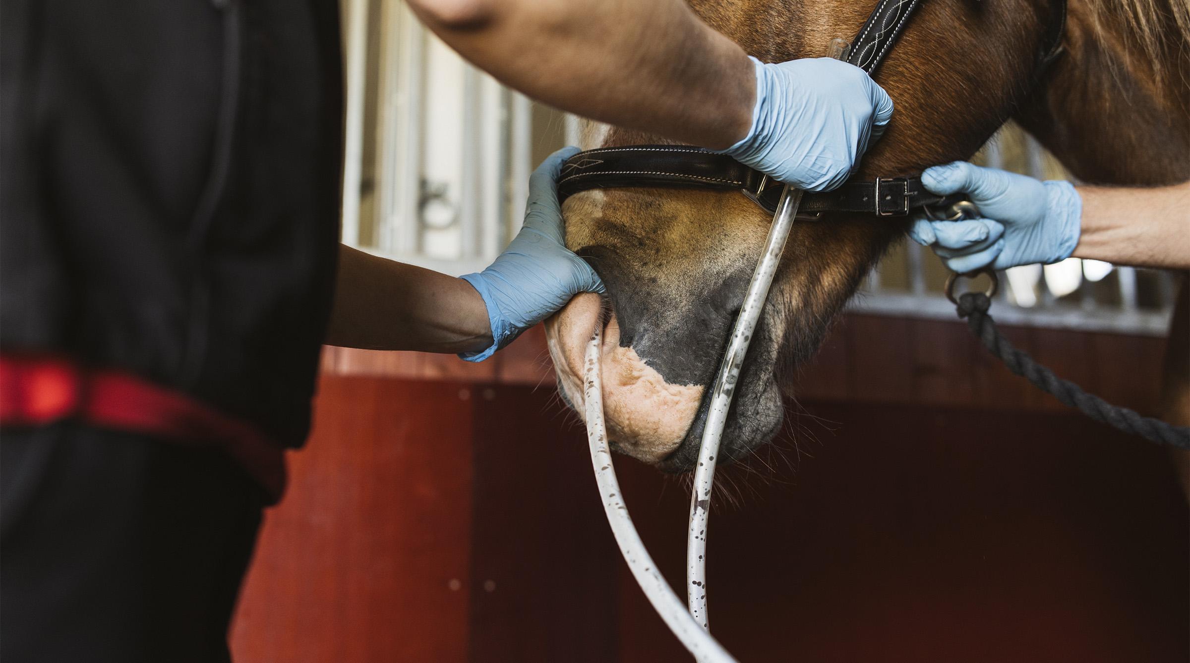 Sond ned i magsäcken används vid kolikbehandling både som en del av undersökningen och vid behov för att ge vätska och laxering.Foto: Amanda Falkman/Distriktsveterinärerna