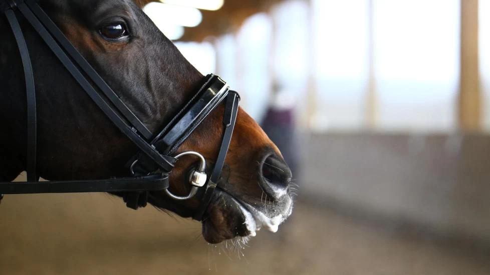 Arkivfoto: Adobe stock