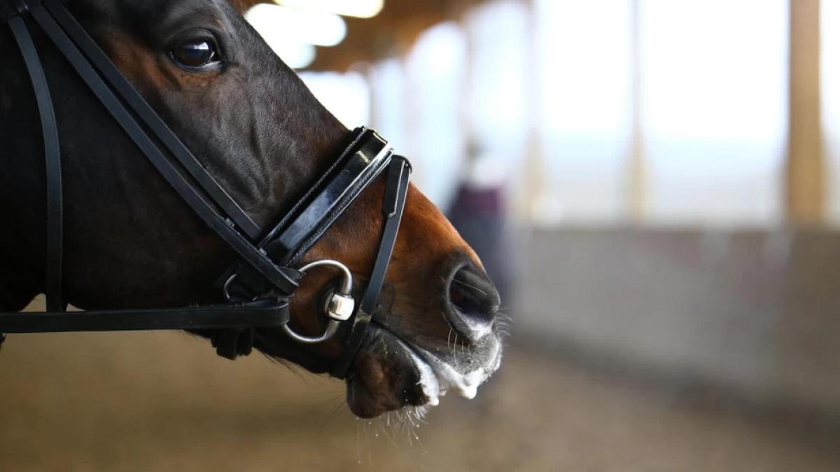 Arkivfoto: Adobe stock