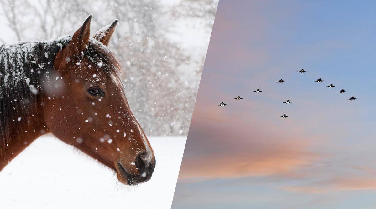 Foto: Adobe Stock och Helene Nyberg/Försvarsmakten