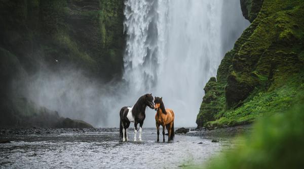 Årets vinnare i "Känslosamma porträtt". Foto: Clara Nilsson