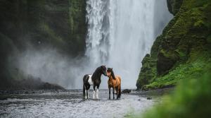 Årets vinnare i "Känslosamma porträtt". Foto: Clara Nilsson