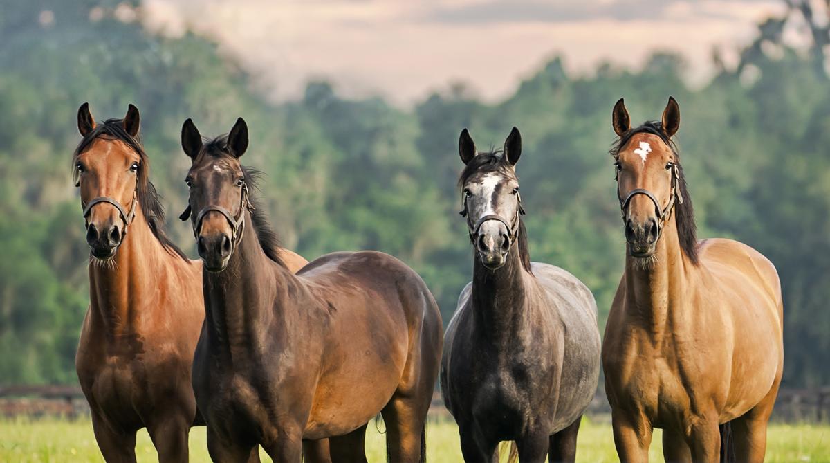 Arkivfoto: Adobe Stock