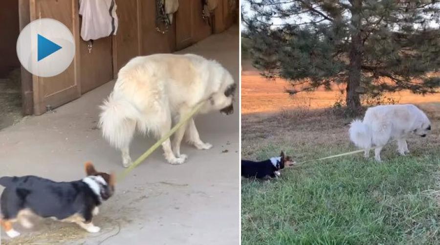 <p>De båda stallhundarna behöver ingen som promenerar med dem. Den lilla hunden försöker ordna koppelpromenaden helt på egen hand. </p>