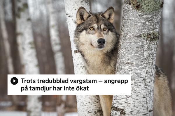 Arkivbild: Adobe Stock