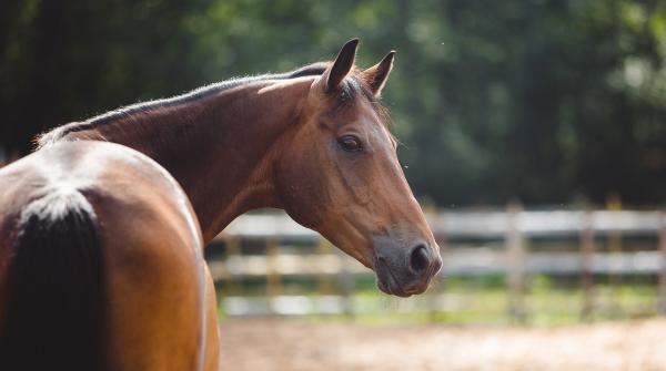 Arkivfoto: Adobe Stock