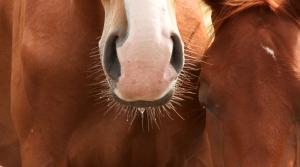 Arkivfoto: Adobe Stock