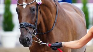 Foto: Scoop Dyga/Bildbyrån