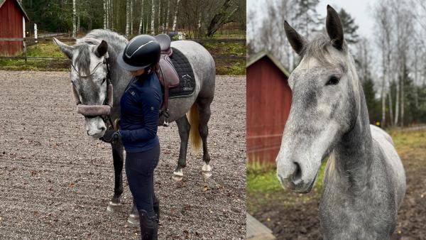 Mirums resa i utbildningen för att bli paradressyrhäst 