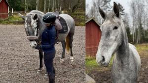 Mirums resa i utbildningen för att bli paradressyrhäst 