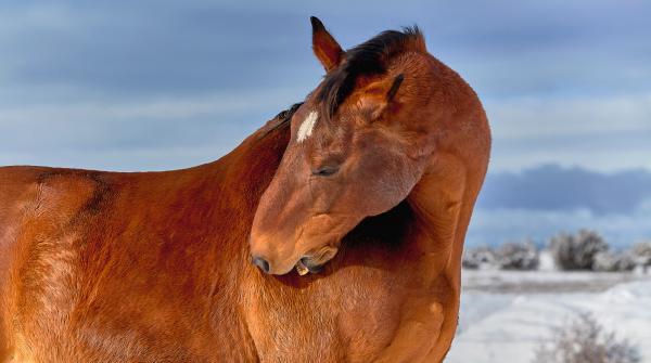 Arkivfoto: Adobe Stock