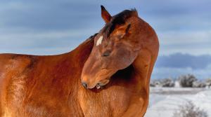 Arkivfoto: Adobe Stock