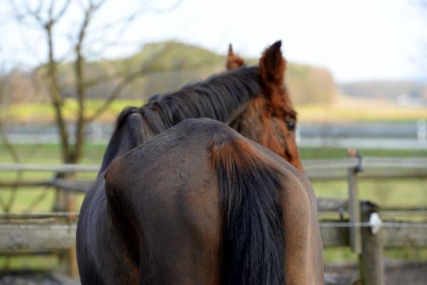 Arkivbild: Adobe Stock