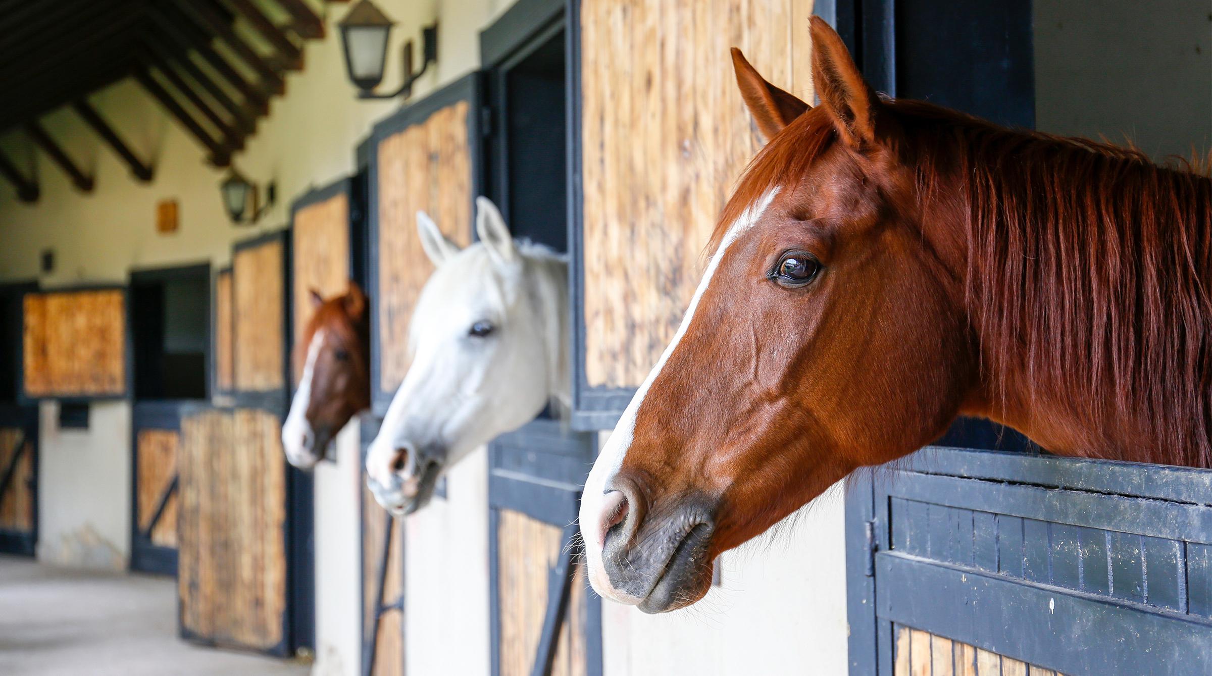 Arkivfoto: Adobe Stock