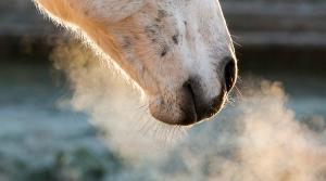 Arkivfoto: Adobe Stock