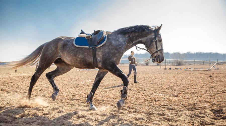 Foto: Adobe Stock