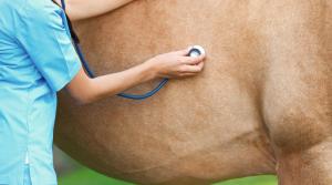 Arkivfoto: Adobe Stock